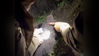 VIDEO. Ursoaică și doi pui, ridicați dintr-un cartier din Brașov după apeluri la 112. Șase exemplare ucise în ultimele săptămâni 7 Ministrul Energiei vrea să sesizeze CSAT din cauza haosului din sectorul energetic | MyTex.ro