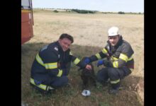 Cățel salvat după mai multe zile petrecute într-o fântână dezafectată, cu o sârmă în jurul gâtului 3 | MyTex.ro