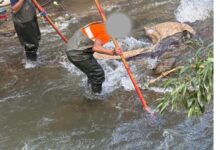 BRAȘOV. Acțiune de ecologizare la Râșnov, pe râul Ghimbășel 5 Parc urban | MyTex.ro