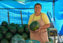 Vin faimoșii pepeni de Dolj! „Patria lubeniței” a cucerit Clujul și se pregătește să ajungă pe tarabele din Brașov 3 | MyTex.ro