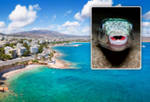 Alertă de călătorie în Mediterana: Feriți-vă de peștele-balon agresiv! Ce trebuie să știe turiștii români 5 Vacanţă | MyTex.ro
