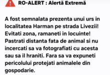 Alertă Extremă. Urs pe strada Livezii din Hărman 5 Alertă Extremă
