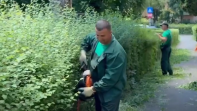 Mobilizare de amploare pe spațiile verzi din Brașov: Primarul George Scripcaru a cerut suplimentarea personalului din cauza vegetației abundente 9 | MyTex.ro