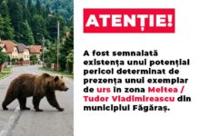 BRAȘOV. Alertă la Făgăraș: Un urs a fost văzut în apropierea cartierelor Meltea și Tudor Vladimirescu 5 Amenzi | MyTex.ro