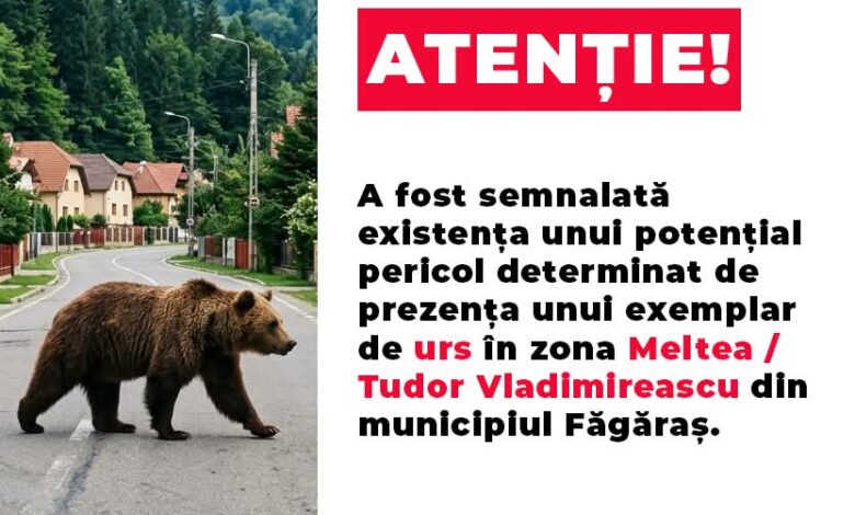 BRAȘOV. Alertă la Făgăraș: Un urs a fost văzut în apropierea cartierelor Meltea și Tudor Vladimirescu 3 făgăraș | MyTex.ro