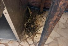 Amenzi de peste 750.000 de lei pe litoral, într-o săptămână. ANPC a găsit mucegai în camere, alimente expirate și piscine neîntreținute 3 | MyTex.ro