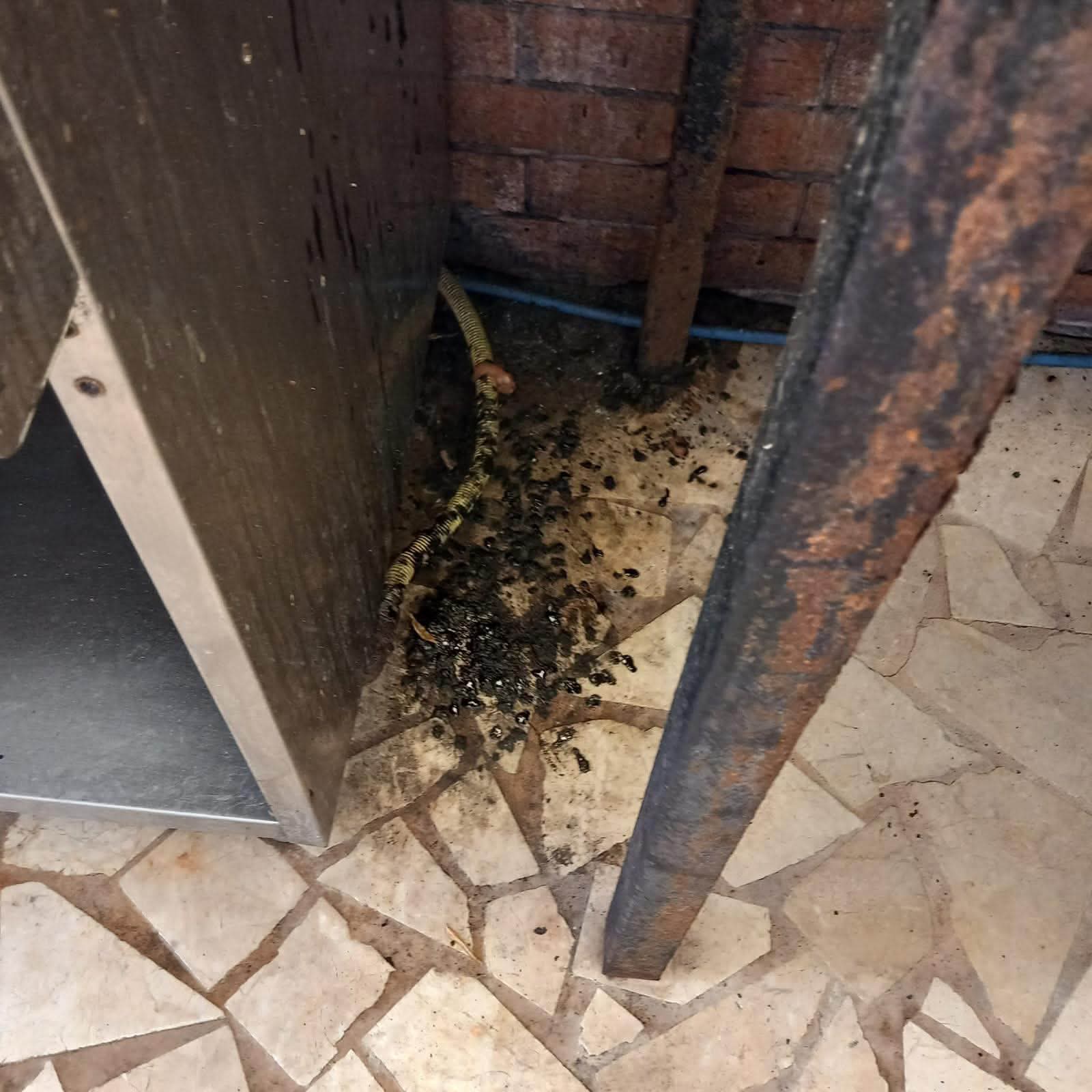 164 de amenzi și 3 suspendări pe litoral: afaceri șubrede descoperite