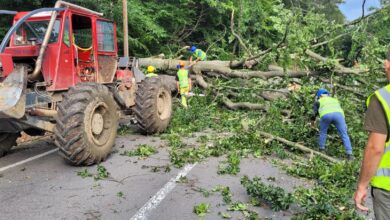 Restricții de trafic lângă Brașov: circulația va fi oprită temporar pe DN 13E pentru tăierea arborilor periculoși 15 Aeroportul Brașov și sute de unități de cazare din județ | MyTex.ro