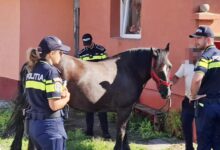 Dosare penale după controale pentru protecția animalelor în Brașov 3 | MyTex.ro