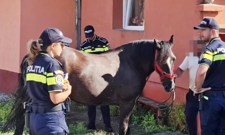 Dosare penale după controale pentru protecția animalelor în Brașov 3 Brașov | MyTex.ro