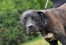 Poveste tristă la Adăpostul Public Brașov: Ares își caută o nouă familie după ce a fost abandonat de stăpân 13 Râșnov | MyTex.ro