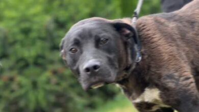 Poveste tristă la Adăpostul Public Brașov: Ares își caută o nouă familie după ce a fost abandonat de stăpân 7 De la Vibes Fest | MyTex.ro