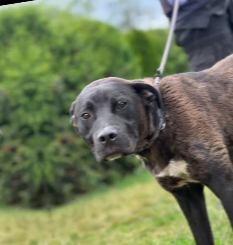 Ares, câine abandonat după ce stăpânul l-a refuzat