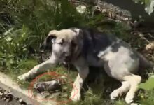 BRAȘOV. Asociații pentru protecția animalelor cer CONTROALE URGENTE la adăpostul de la Codlea, după ce un câine a fost filmat mușcând dintr-un șobolan mort (VIDEO) 5 Tiktok | MyTex.ro