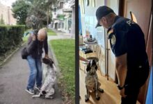 Poliția Brașov continuă monitorizarea câinelui lovit de stăpân pe stradă. Noi verificări după valul de reacții 5 Atac | MyTex.ro