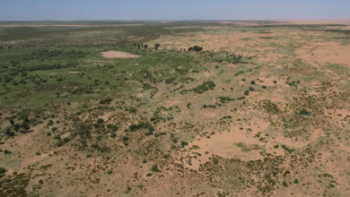 Miracolul din deșert: Cele 66 de miliarde de copaci plantați de China în „Marele Zid Verde” cresc mult mai rapid decât pădurile naturale. Care este explicația savanților? 10 | MyTex.ro