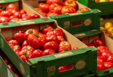 Lidl elimină roșiile de import: În 2026, retailerul cumpără cu 30% mai multe roșii românești și garantează produse 100% autohtone 5 Cât va costa noua Dacie Duster | MyTex.ro