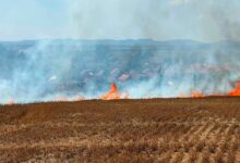Brașov: Alertă în Dumbrăvița după mai multe incendii de vegetație. Autoritățile intensifică patrularea 8 | MyTex.ro