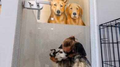 Veterinar | MyTex.ro