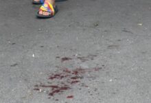 BRAȘOV. Cățelușă atacată de un câine de talie mare, în fața restaurantului din Parcul Noua! Nu ar fi primul incident din zonă 3 | MyTex.ro