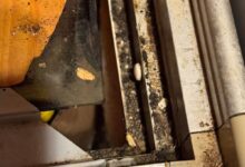 ANPC: Amenzi de peste 2,9 milioane de lei după controalele din perioada 10–14 august 5 Brașoveni | MyTex.ro