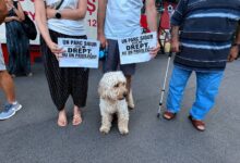 BRAȘOV. Protest cu încărcătură emoțională în parcul din Noua, după ce o cățelușă a fost ucisă de un Malinois: „Nicio plimbare nu trebuie să se transforme într-o tragedie” 13 Ultimele masluri de obște | MyTex.ro