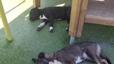Poliția Locală Brașov, intervenție pentru a prelua doi câini de talie mare care își găsiseră adăpost la un loc de joacă din Răcădău 10 | MyTex.ro