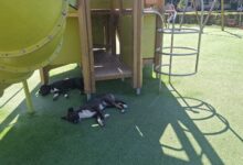 Update. BRAȘOV. Cățelușele preluate de la locul de joacă din Răcădău vor fi sterilizate și au nevoie de familie 5 Tâmpa | MyTex.ro