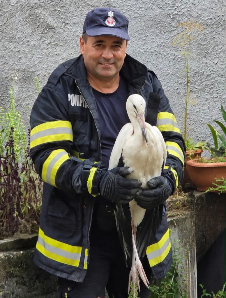 BRAȘOV | Misiune specială pentru pompieri: au salvat un pui de barză rămas blocat pe un stâlp 7 Barză | MyTex.ro