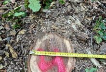BRAȘOV: Bărbat prins în flagrant în timp ce transporta arbori tăiați ilegal, la Ormeniș 8 | MyTex.ro