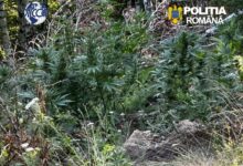 DIICOT: Cultură de canabis, descoperită lângă o cabană din Covasna! FOTO 5 Camioane | MyTex.ro