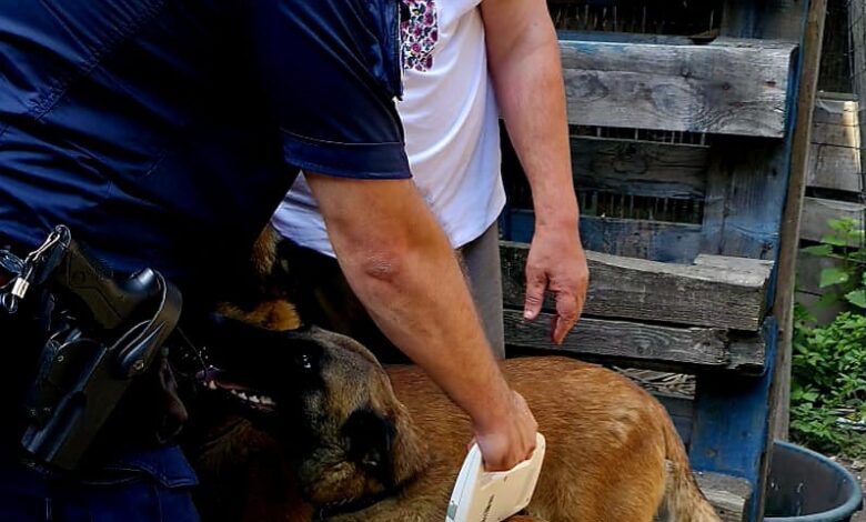 UPDATE. Brașov: Poliția confirmă atacul câinelui malinois în fața restaurantului din parcul Noua. Proprietarul a fost sancționat, iar verificările continuă 3 Brașov | MyTex.ro