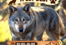 Ziua Internațională a Lupului, sărbătorită astăzi la Zoo Brașov. Ateliere și activități pentru copii 3 | MyTex.ro