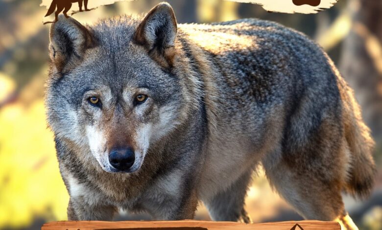Ziua Internațională a Lupului, sărbătorită astăzi la Zoo Brașov. Ateliere și activități pentru copii 3 Zoo | MyTex.ro