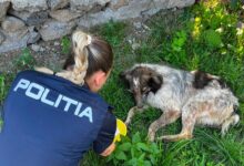 BRAȘOV. Adolescenți din Racoș, cercetați penal după agresarea un cățel. Animalul a ajuns la veterinar 5 Brașov | MyTex.ro