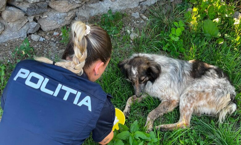 BRAȘOV. Adolescenți din Racoș, cercetați penal după agresarea un cățel. Animalul a ajuns la veterinar 3 Brașov | MyTex.ro