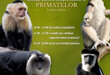 Ziua Internațională a Primatelor, sărbătorită la Zoo Brașov. Activități speciale pentru vizitatori 6 Carfil | MyTex.ro