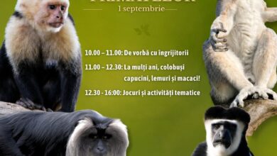 Ziua Internațională a Primatelor, sărbătorită la Zoo Brașov. Activități speciale pentru vizitatori 7 brașov | MyTex.ro