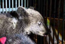 AMP Brașov, despre familia de urși salvată din Răcădău. Mămica era rănită, iar puiuții subnutriți (foto - video) 5 Pericole la Pietrele lui Solomon | MyTex.ro