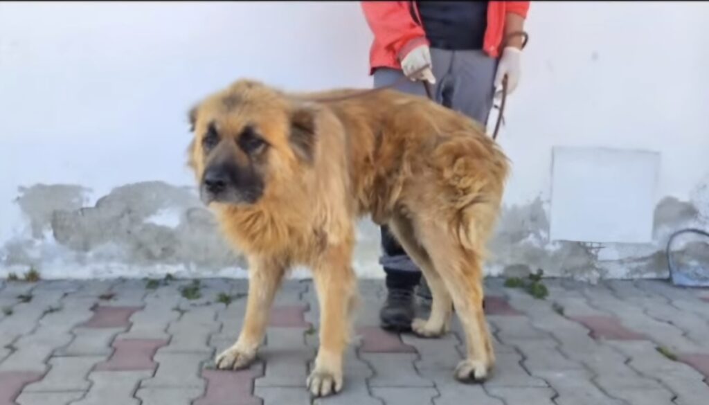 Proprietarul șocat: câine mare găsit în Brașov, credea că e mort