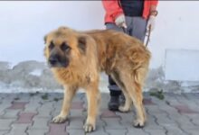 Câine de talie impresionantă, găsit pe o stradă din Brașov. Proprietarul inițial credea că animalul a murit 3 | MyTex.ro