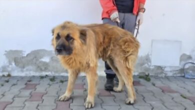 Grevă | MyTex.ro