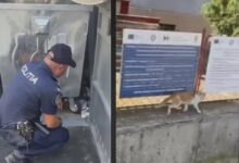 Intervenție, la Brașov, pentru salvarea unei pisicuțe care rămăsese blocată într-un spațiu de colectare a deșeurilor 5 Brașov - în topul orașelor din țară privind consumul de pizza | MyTex.ro
