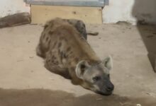 Noi locatari la Zoo Brașov: două hiene pătate și un râs carpatin 9 | MyTex.ro