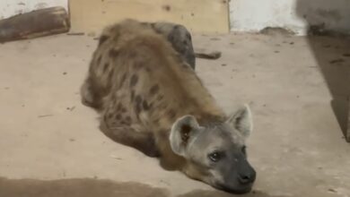 ZOO | MyTex.ro