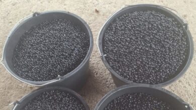 Partea nespusă a problemei urșilor la Brașov: Fructele din pădure sunt „culese” de oameni, reducându-se drastic sursele de hrană 7 Schimbări importante legate de Tâmpa | MyTex.ro