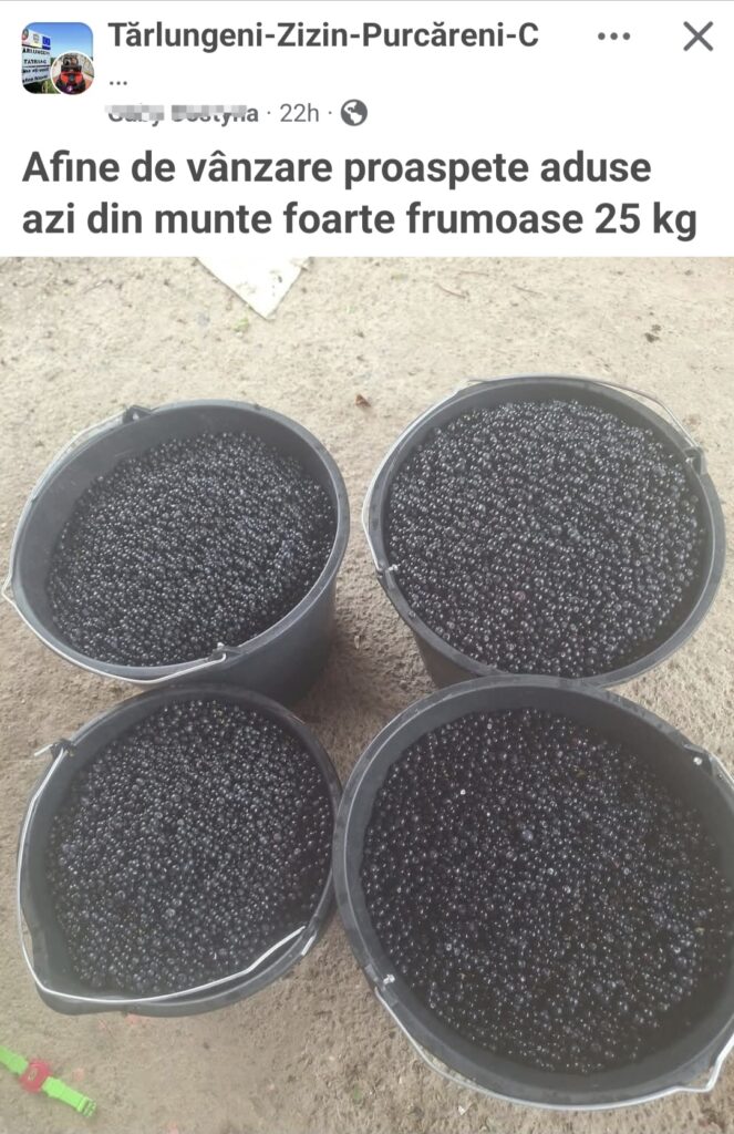 Partea nespusă a problemei urșilor la Brașov: Fructele din pădure sunt „culese” de oameni, reducându-se drastic sursele de hrană 9 Brașov | MyTex.ro