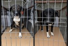 BRAȘOV | Cățelușele preluate de la locul de joacă din Răcădău erau pierdute. Au fost sterilizate și s-au întors acasă 5 Braşov | MyTex.ro