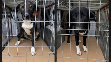 BRAȘOV | Cățelușele preluate de la locul de joacă din Răcădău erau pierdute. Au fost sterilizate și s-au întors acasă 5 | MyTex.ro