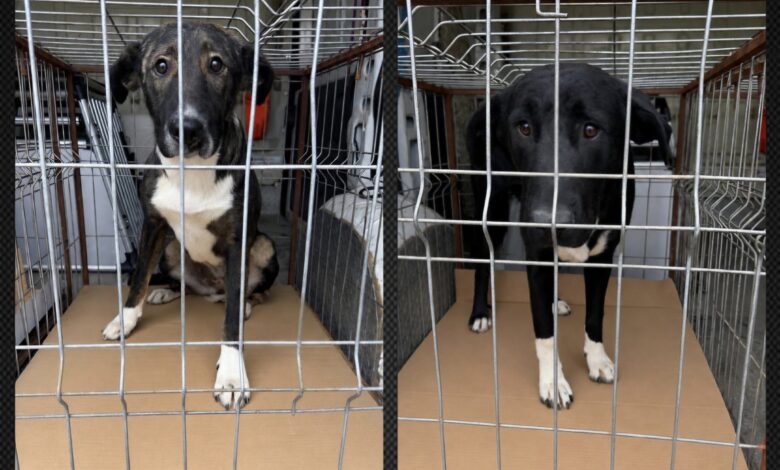 BRAȘOV | Cățelușele preluate de la locul de joacă din Răcădău erau pierdute. Au fost sterilizate și s-au întors acasă 3 Brașov | MyTex.ro